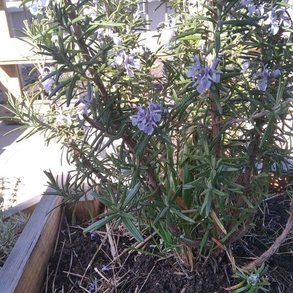 Rosmarinus officinalis Flower