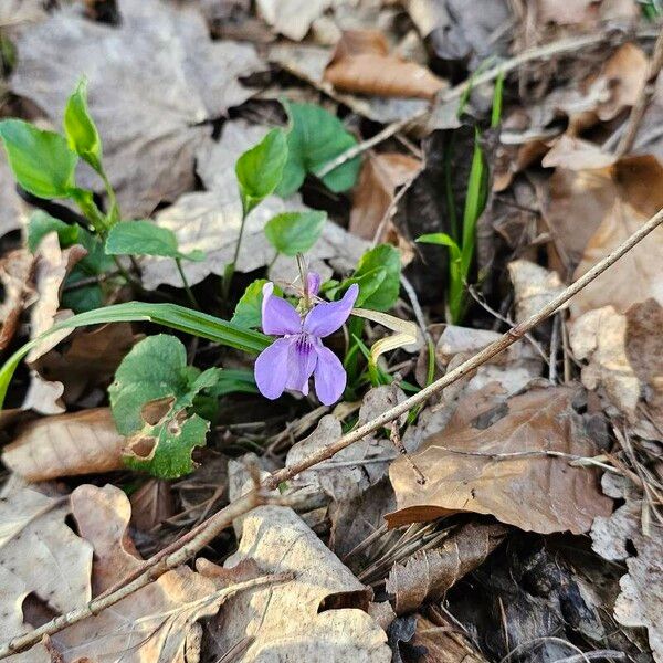 Viola reichenbachiana 花