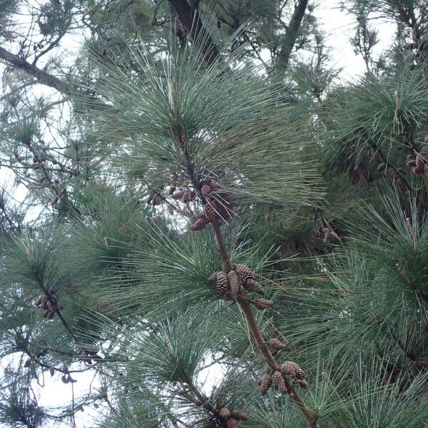 Pinus caribaea Froito