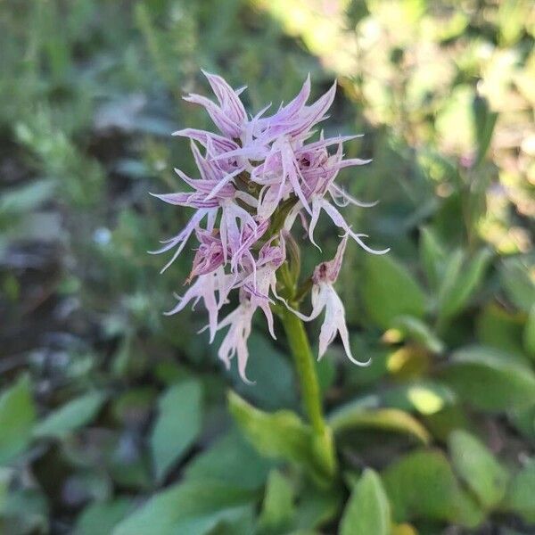 Orchis italica Flor