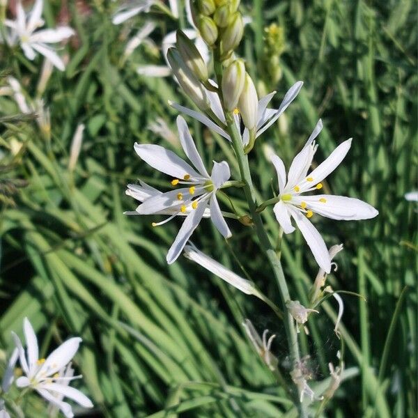 Anthericum liliago Flor