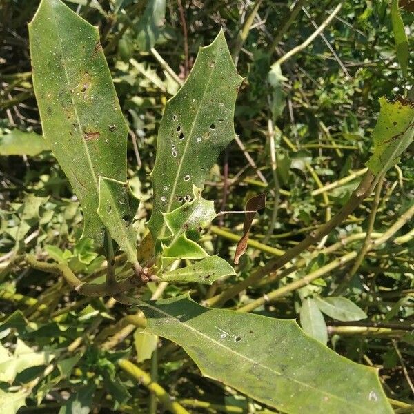 Acanthus ilicifolius Leaf