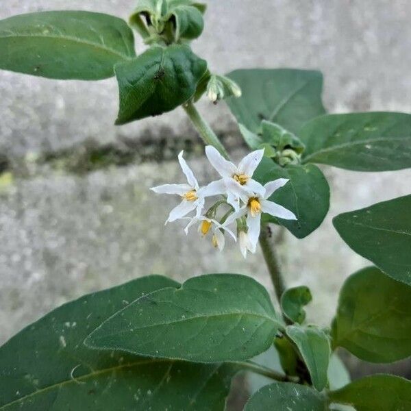 Solanum americanum Flor