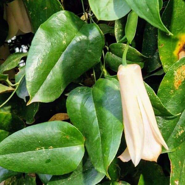 Lapageria rosea Cvet