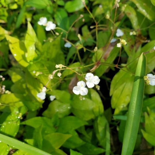 Murdannia nudiflora Virág