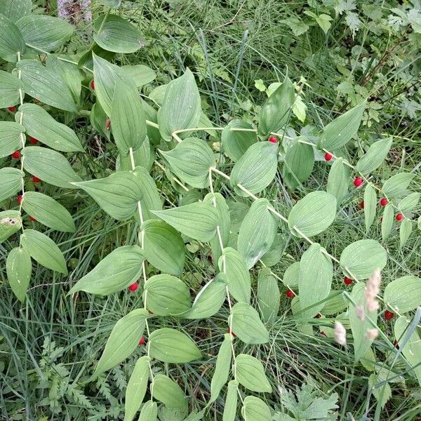 Streptopus amplexifolius موطن