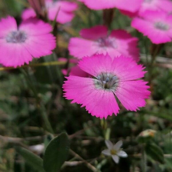 Dianthus pavonius Flor