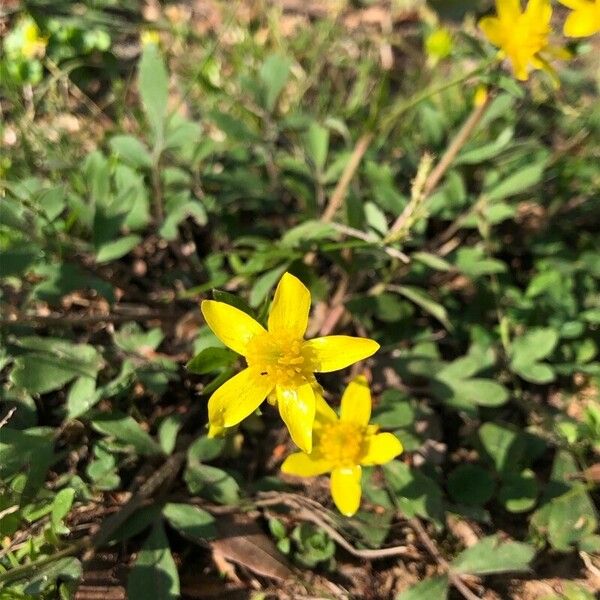 Ranunculus fascicularis Blomma