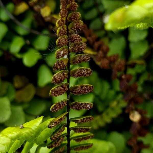 Asplenium trichomanes Vrucht