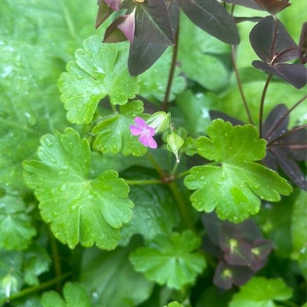 Geranium lucidum Fulla