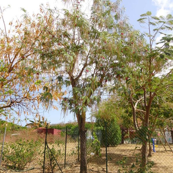 Sesbania grandiflora Habit