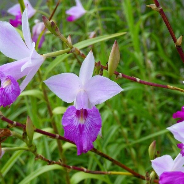 Arundina graminifolia Цветок