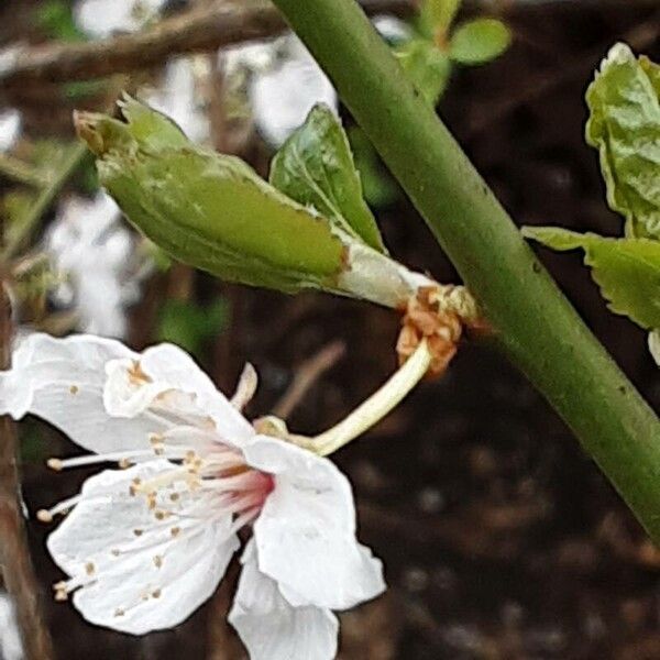 Prunus domestica Lehti