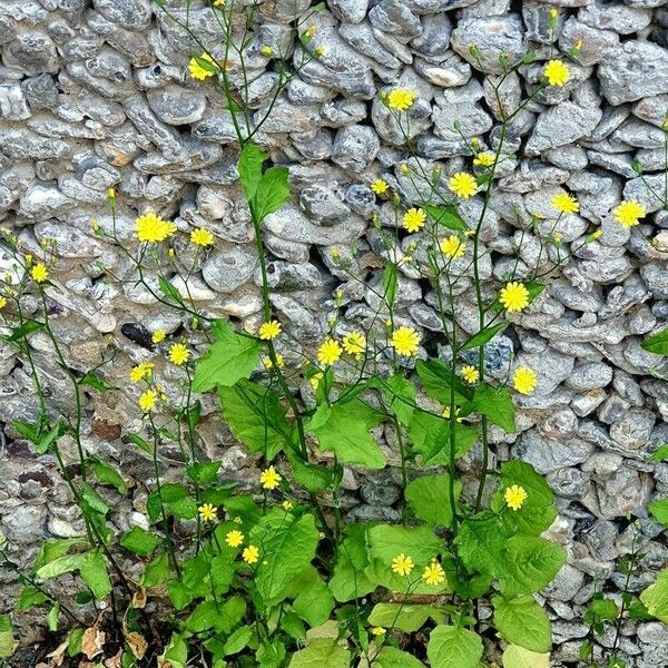 Lapsana communis Foglia