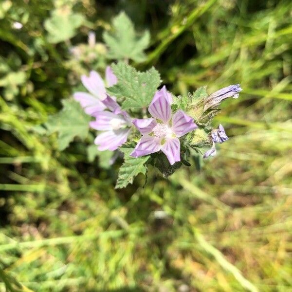 Malva multiflora Flors