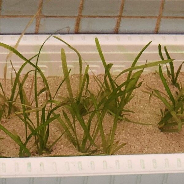 Vallisneria spiralis 其他