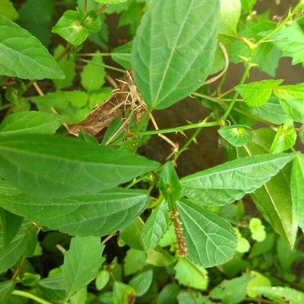 Acalypha australis Other