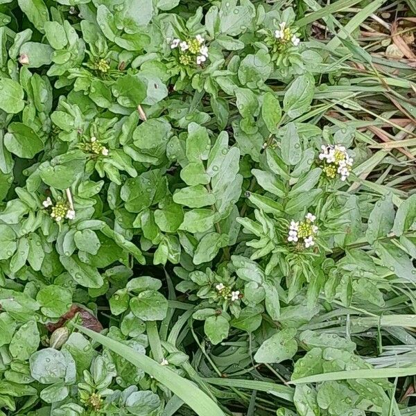 Nasturtium officinale आदत