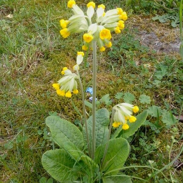 Primula veris Õis