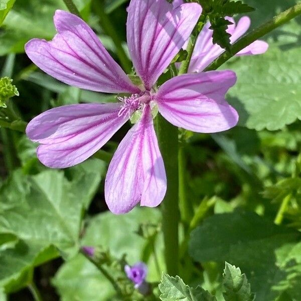 Malva sylvestris Fleur