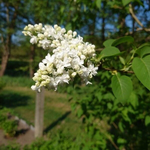 Syringa vulgaris Bloem