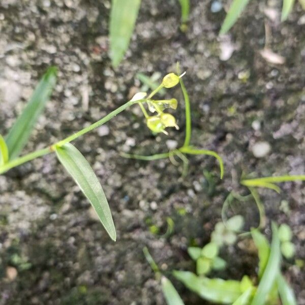 Murdannia nudiflora Frucht