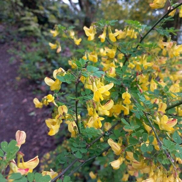 Hippocrepis emerus Fleur