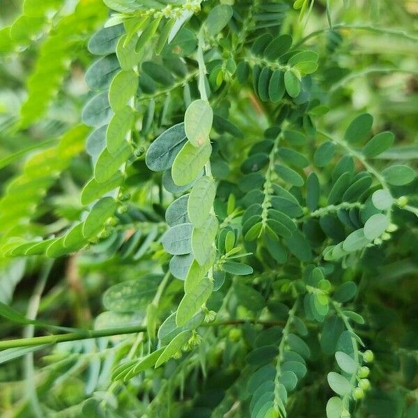 Phyllanthus amarus ശീലം