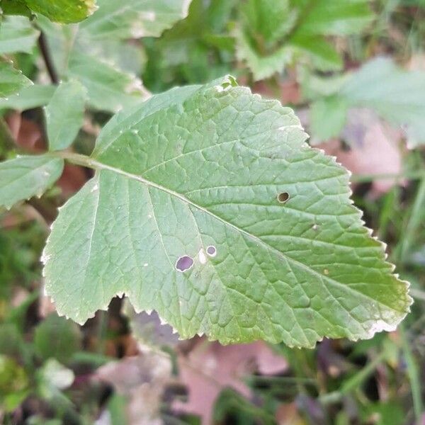 Sinapis arvensis Leaf