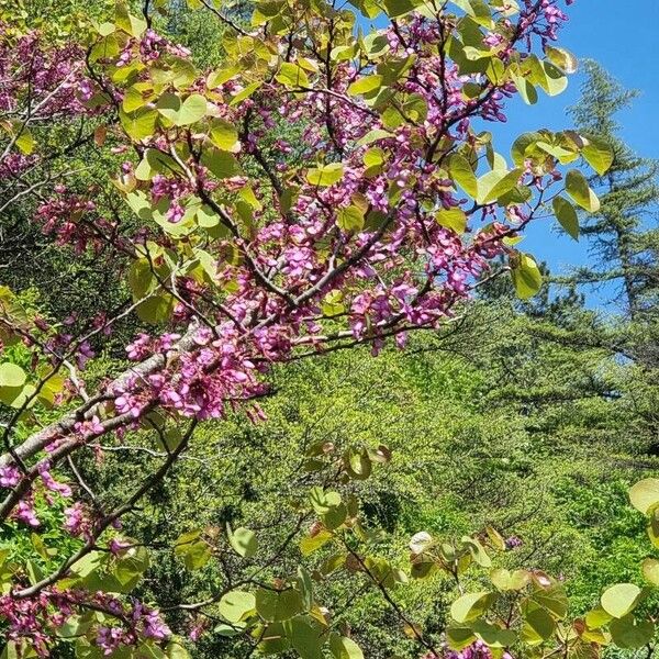 Cercis siliquastrum Blomma