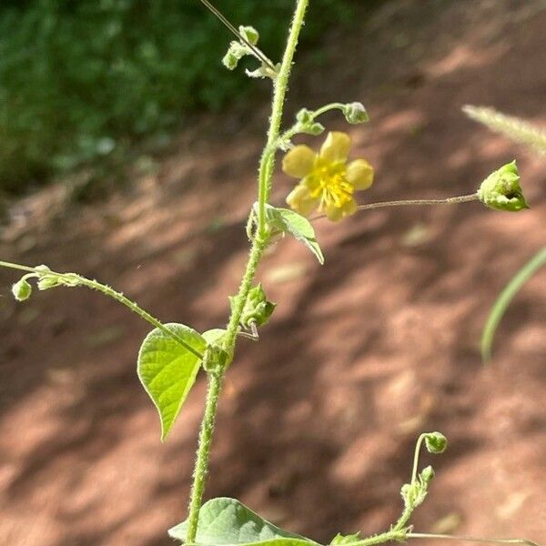 Abutilon abutiloides Flor