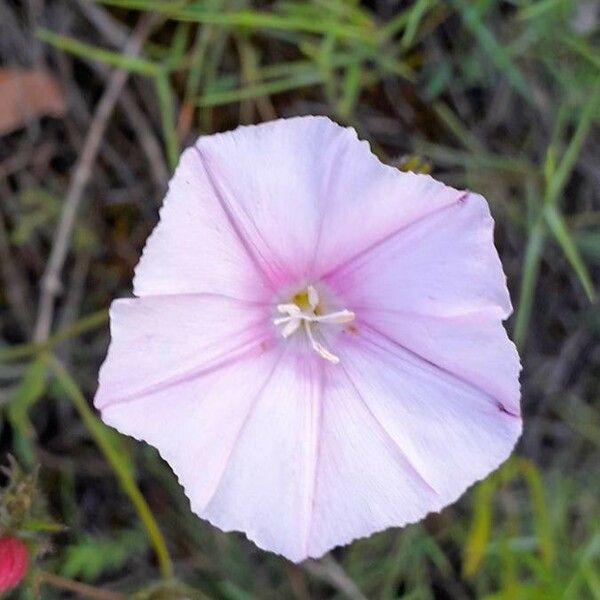 Convolvulus cantabrica Flower