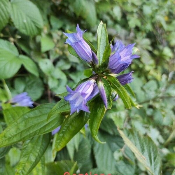 Gentiana asclepiadea 花