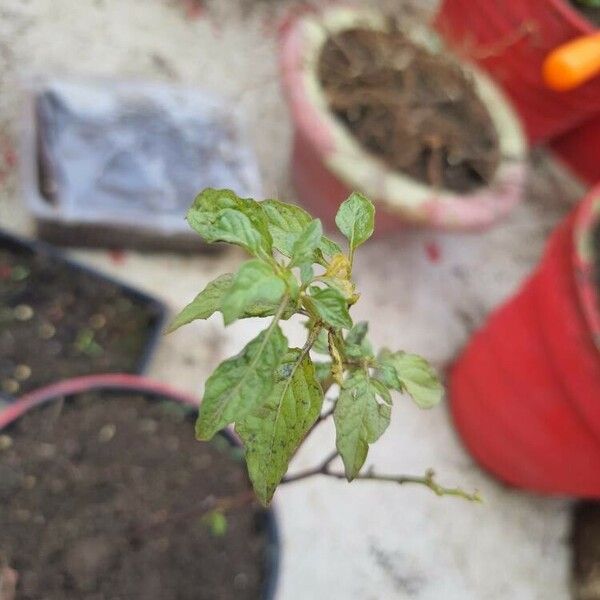 Physalis angulata 葉