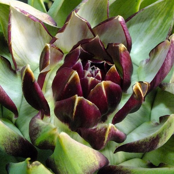 Cynara cardunculus Fleur