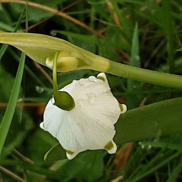 Leucojum aestivum 花