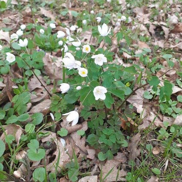 Isopyrum thalictroides Květ