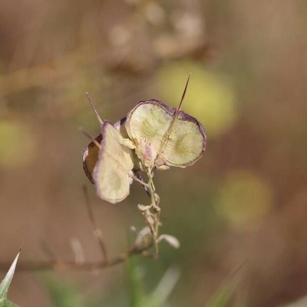 Biscutella auriculata Cvet