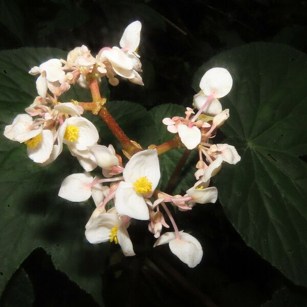 Begonia broussonetiifolia Flower