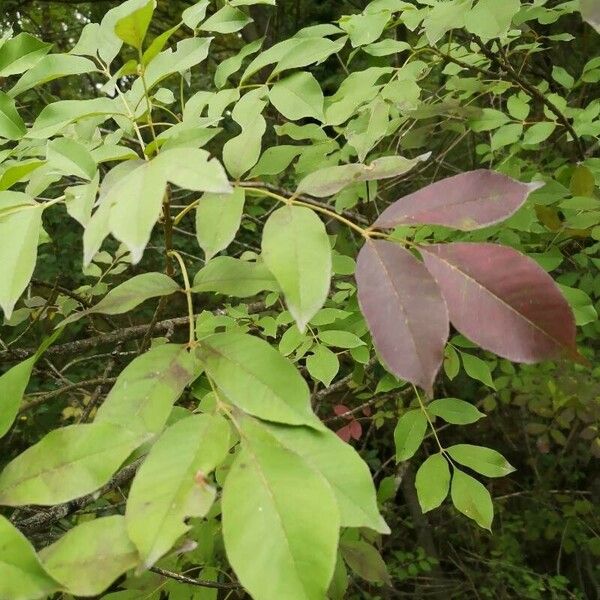 Fraxinus ornus برگ