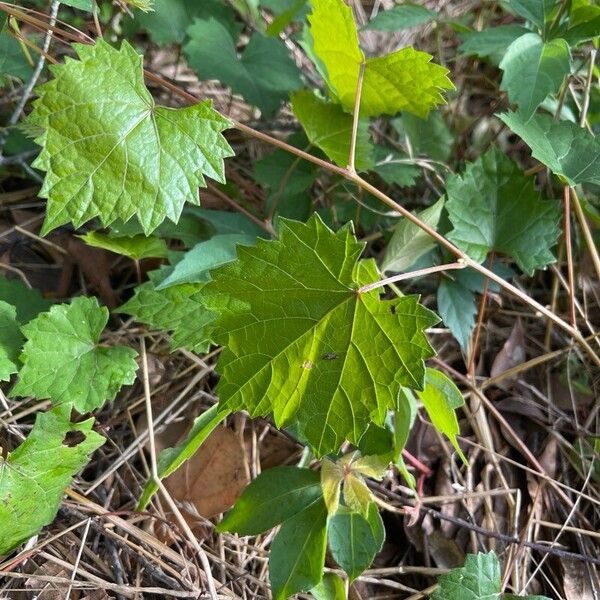 Vitis rotundifolia برگ