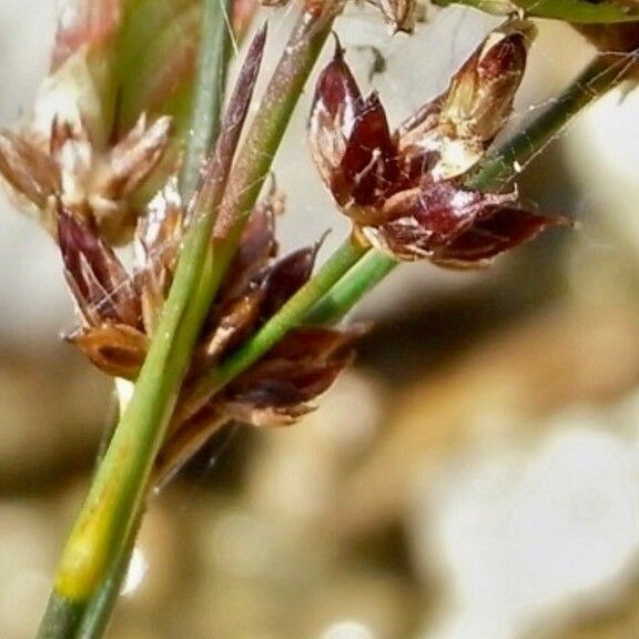 Juncus articulatus Flower