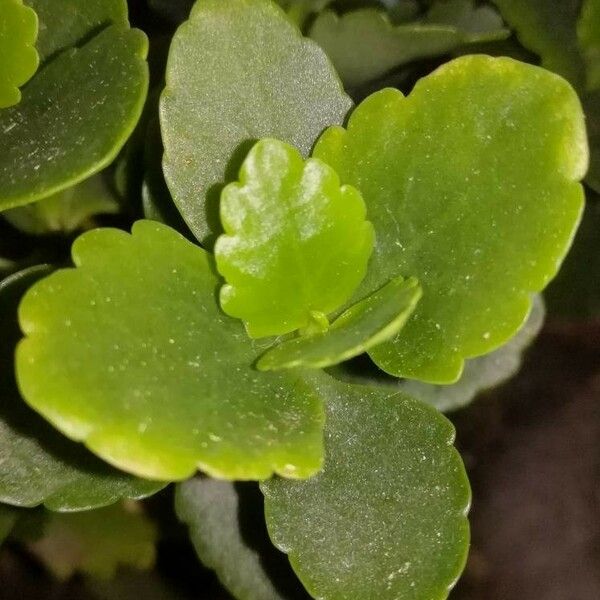 Kalanchoe blossfeldiana Leaf