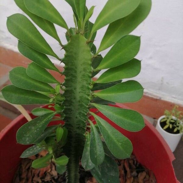 Euphorbia trigona पत्ता