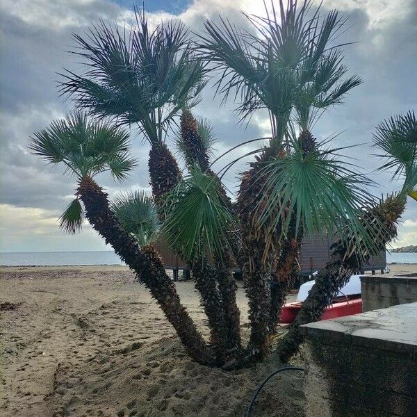 Washingtonia robusta Blatt