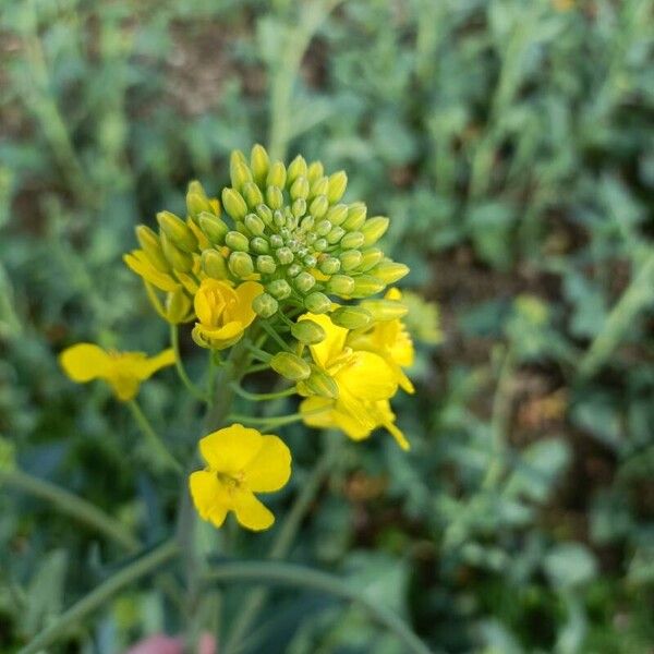 Brassica napus 花