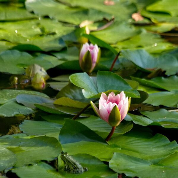 Nymphaea alba Blüte