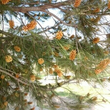 Pinus halepensis ᱵᱟᱦᱟ