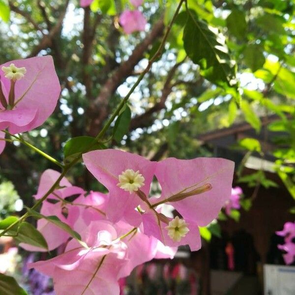 Bougainvillea spectabilis Flower