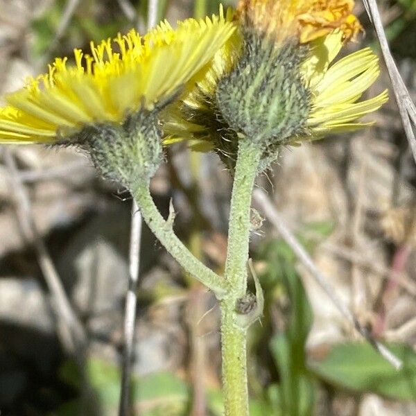 Pilosella lactucella Flower